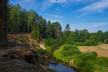 Fototapeta na wymiar A forest stream that flows through the ravine