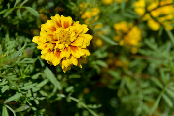 yellow flower in the garden