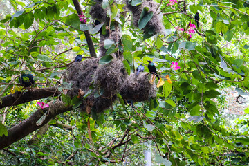 pájaros birds parque arboles flores 