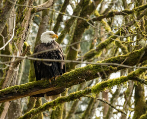 Bald eagle on branch amidst trees