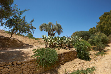 Kolymbethra Gardens, or Jardino della Kolymbethra. magnificent green garden in the heart of the Valley of Temples, Sicily, Italy. Stone wall, lush vegetation.