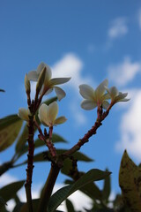Interplay of elements of nature on a sunny day