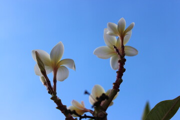 Interplay of elements of nature on a sunny day