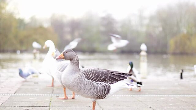 Closeup of beautiful greylag goose in the park with other birds behind. Brown patterned big bird standing on one leg and looking around, limpy walking away with damaged leg, suffering animal surviving