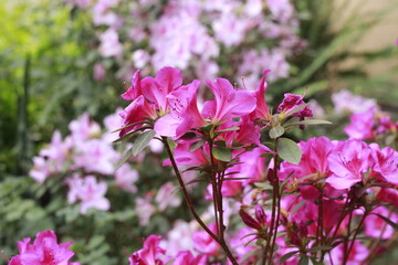 Fototapeta premium flowers in the garden