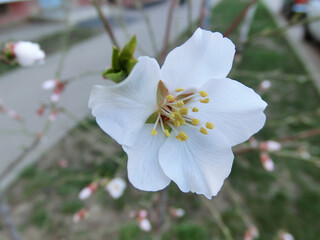 
Spring awakening. White flowers bloom on the tree.