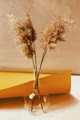 Beige reeds in transparent vase on a light table. Yellow and beige colors background with a Dry grass. Minimal, styled concept for bloggers. © lisannart