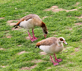 Egyptian Geese