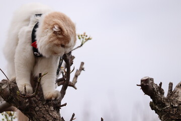 アニマル　木登り猫