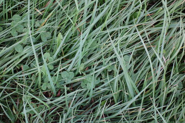 北海道の植物の一年
