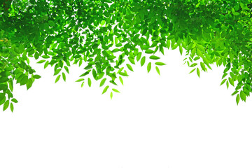 싱그러운 녹색잎 배경