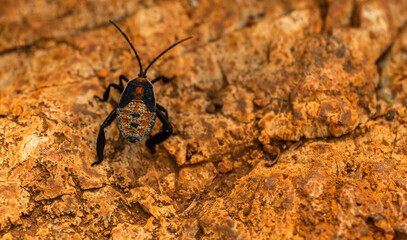Colorful Giant Twig Wilter on yellow rocks