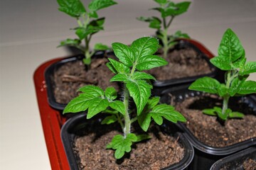 seedlings in a greenhouse