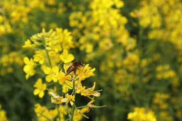 菜の花と蜂