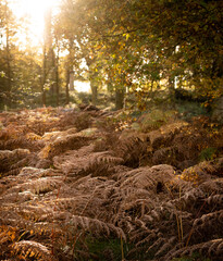 autumn in the forest, fern covering woods ground