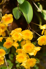 Fototapeta premium Yellow honey fragrance orchid (Dendrobium lindleyi Steud) blossom in spring season