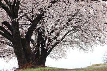 Obraz premium 満開の桜