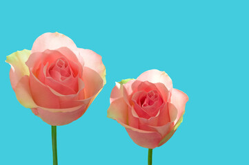 Two beautiful bright pink roses close up..on light blue isolated background