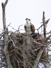 Osprey On Nest