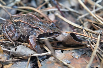 Portrait of an earthen frog in the forest close-up.