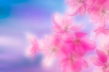 Obraz na płótnie Canvas Abstract floral background of cherry tree flowers on blurred colorful abstract backdrop