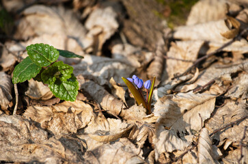 Blue Scilla bifolia (Two-leaf Squill) begins to bloom in the forest in early spring