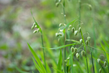 コバンソウ(タワラムギ）の花をアップ／Briza maxima