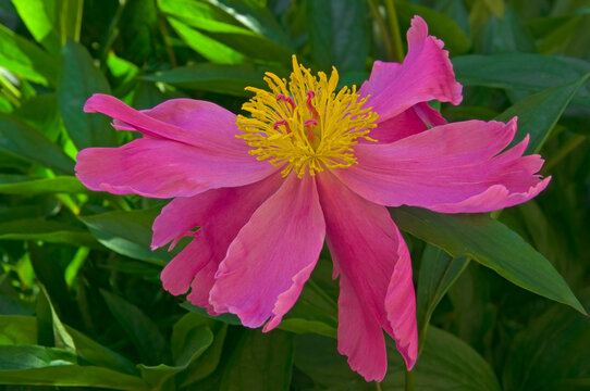 One beautiful pink peony (Paeonia) with long stamens on a background of green leaves in a garden close-up on a sunny day