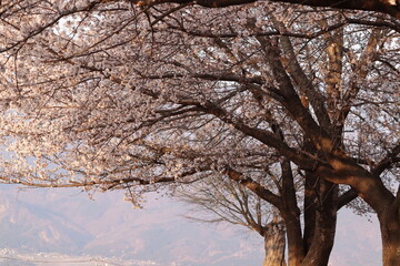 Fototapeta premium 桜並木