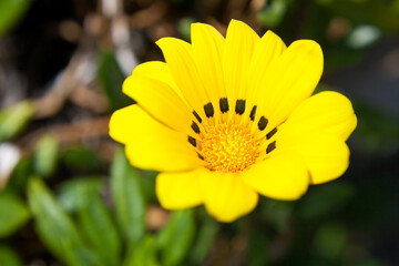 黄色いガザニアの花
