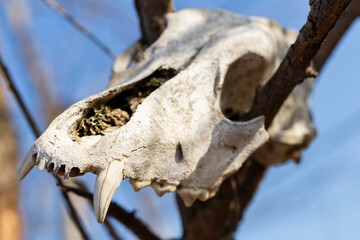 The skull of a large dog weighs on a dry tree.