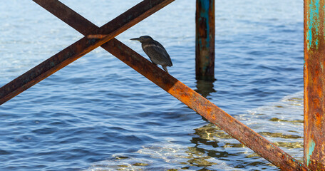 Naklejka premium Striated heron (Butorides striata) also known as mangrove heron, little heron or green-backed heron. The bird hides in the metal piles of the pontoon.