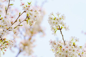 Fototapeta na wymiar Cherry blossoms in spring