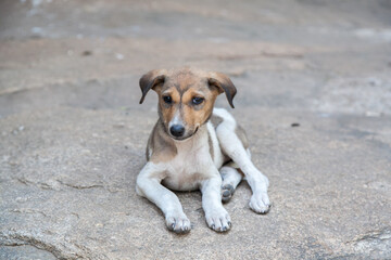 A cute puppy laying on the road of Humpi, India