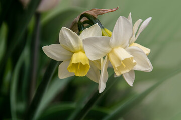 Closeup of daffodil flowers. Romantic spring flower at sunny spring day