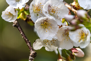 pink cherry blossom in spring