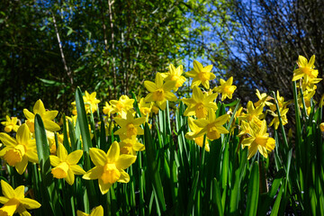 Border of bright yellow daffodils growing in a curbside garden on a sunny day
