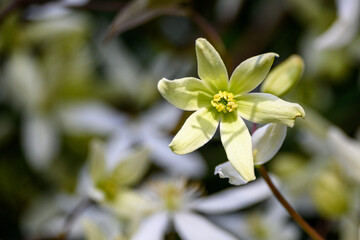 Closeup of fresh blooming evergreen clematis on a sunny day, winter blooming
