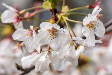 pink cherry blossom in spring