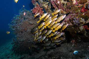 Fototapeta na wymiar Fish and Coral Background