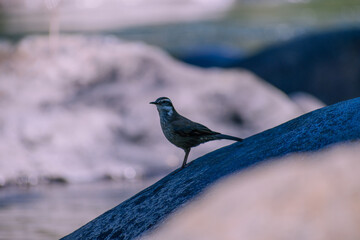 Wild Bird of Chile