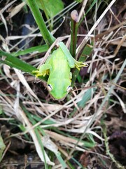 frog in the grass