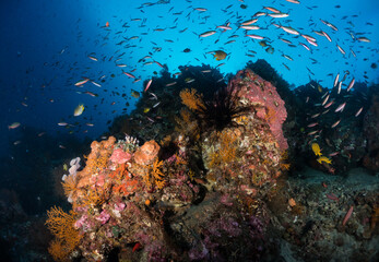 Fototapeta na wymiar Coral Reef Scene 2