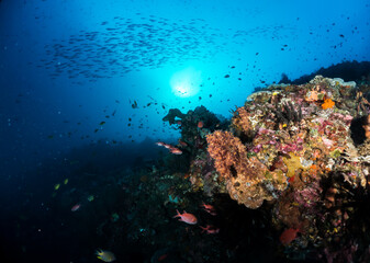 Fototapeta na wymiar Coral Reef Scene 1