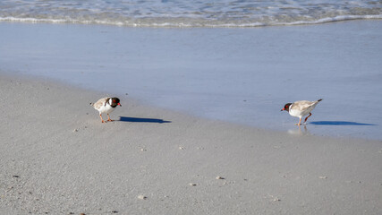 Hooded Plovers, Bay of Fires, Tasmania, Australia