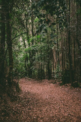 I walk through nature