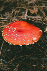 Perfect natural mushrooms