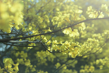 Beautiful blossom of golden trumpet flowers and trees in early spring before summer season....