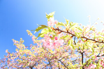 さくら 桜 サクラ 美しい 綺麗 かわいい 新生活 淡い 花見 春爛漫 葉っぱ ピンク グリーン