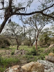 tree in the mountains